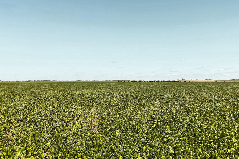 Campo en Colonia de Medici apto agricultura y ganadería