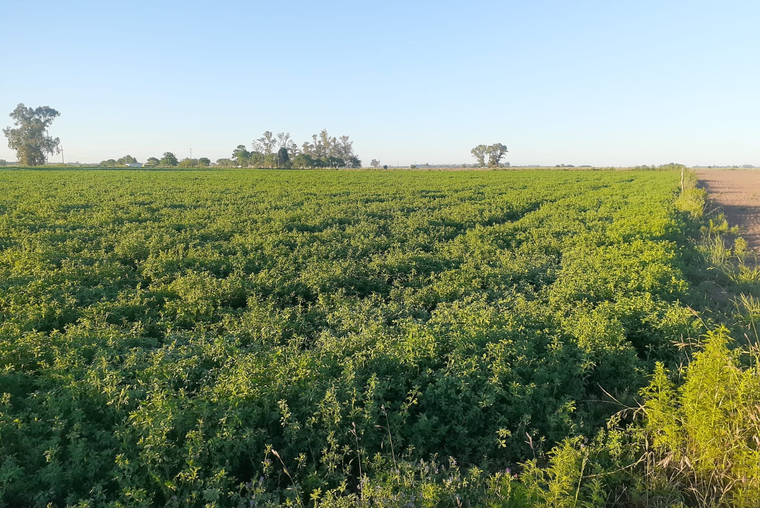 CAMPO 3.5 HECTÁREAS